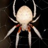 White Spyder profil fotoğrafı