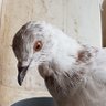 Galak profil fotoğrafı
