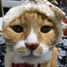 Фото профиля ねお