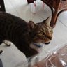 Kysono's profile picture