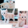 ハッピーキャット〜DWE〜 profil fotoğrafı