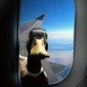 Фото профиля ThugMCDuck