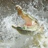 Profilbild von CrocsNews