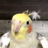 天空のフルート profil fotoğrafı