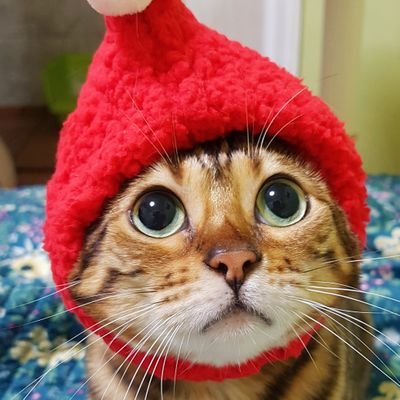 우리집 삐치고양이's profile picture