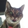 henawaka's profile picture