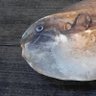 マンボウ 的头像
