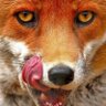 R3N4R's profile picture