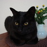 kuroneko papa's profile picture
