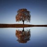 L'arbre en boule 🎗️'s profile picture