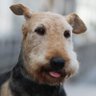 Profilbild von airedales