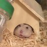 へちま 的头像