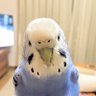 いんこまにあ 的头像