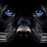 Profilbild von Ghostpanther2008