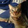 なおねこ's profile picture