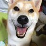 Profilbild von みどりっかー🐈🐈🐕🐈🐕🐈🐈🐕🐈