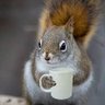 Profilbild von Squirrel Lady