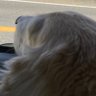 しょこら 的头像
