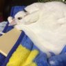 こどおじ卒業のイシヤマ🦝 profil fotoğrafı