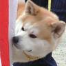 赤秋田のしっぽ🍑🍀 的头像