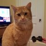 HollyL🇨🇦🇺🇦🐾🐱's profile picture