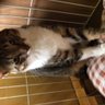 猫だらけ's profile picture