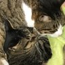 ニャーゴ profil fotoğrafı