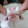 cicko's profile picture
