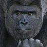 ゴリラ's profile picture