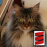 rkyymmtᯅ's profile picture