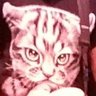 politically homeless cat's profile picture