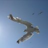 Milica's profile picture