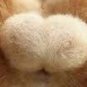 茶会 profil fotoğrafı