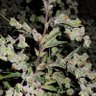 GibMeDatSativa 的头像