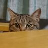 猫🐈😻 Ciel🐾's profile picture