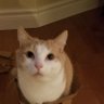 Habzilla's profile picture