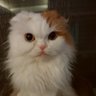 ししくん@'s profile picture