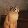 kamali norma profil fotoğrafı