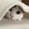 火牙(かが)@趣味垢 profil fotoğrafı