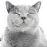 BundleofJoy's profile picture