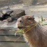 Profilbild von kuwazou