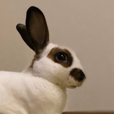 ぽろとだいごろう+けんしろう+はち's profile picture