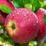 Фото профиля apple