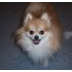 Shari Pulford's profile picture