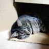 猫's profile picture