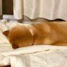 mocha*'s profile picture
