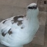 Profilbild von shouichi