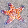 sea stars online🎗's profile picture