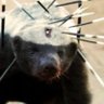 FinnishThis's profile picture