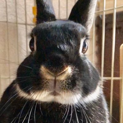 HACHIWARE's profile picture